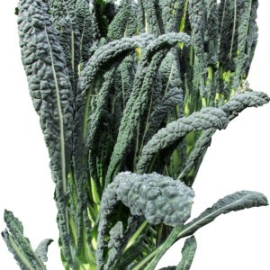Lacinato Kale