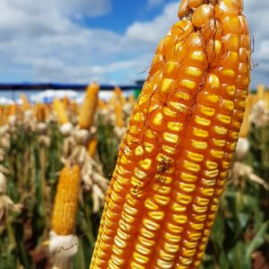 Pencil Cob - Open Pollinated Corn
