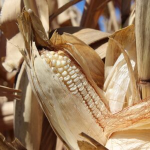Hickory King White Dent - Open Pollinated Corn