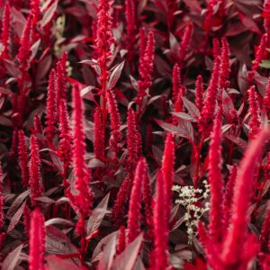 Amaranth Red Herb