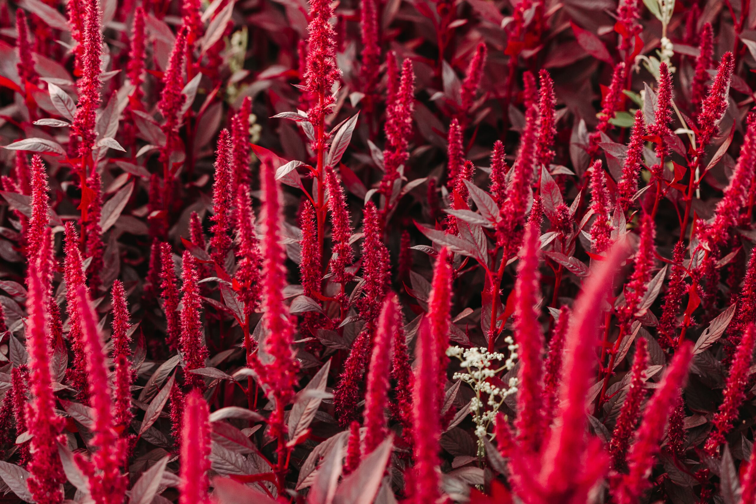 Amaranth Red Herb