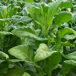 Tobacco