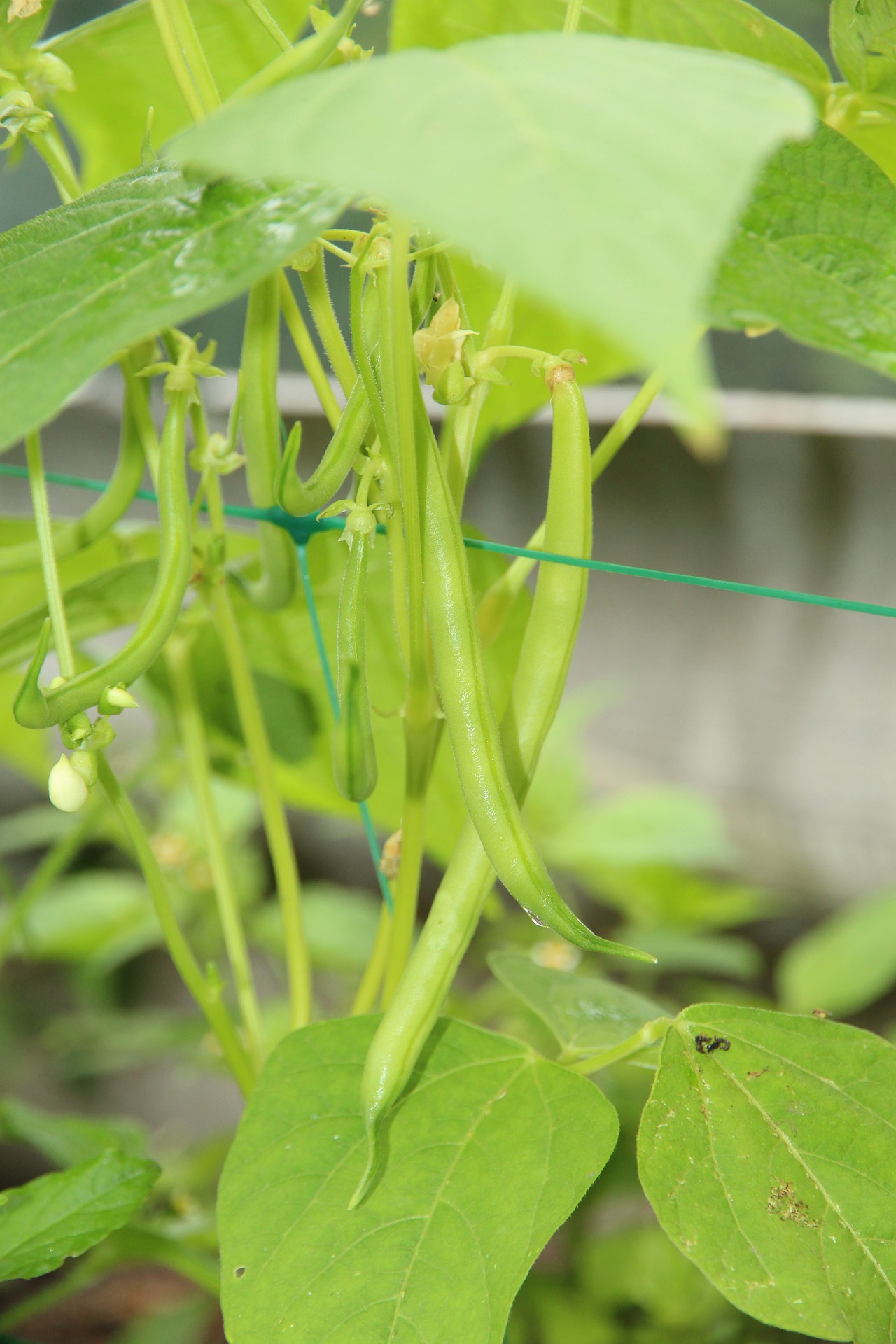 Cherokee Trail of Tears Pole Green Beans