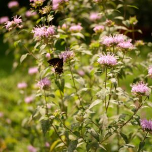 Bee Balm Bergamot