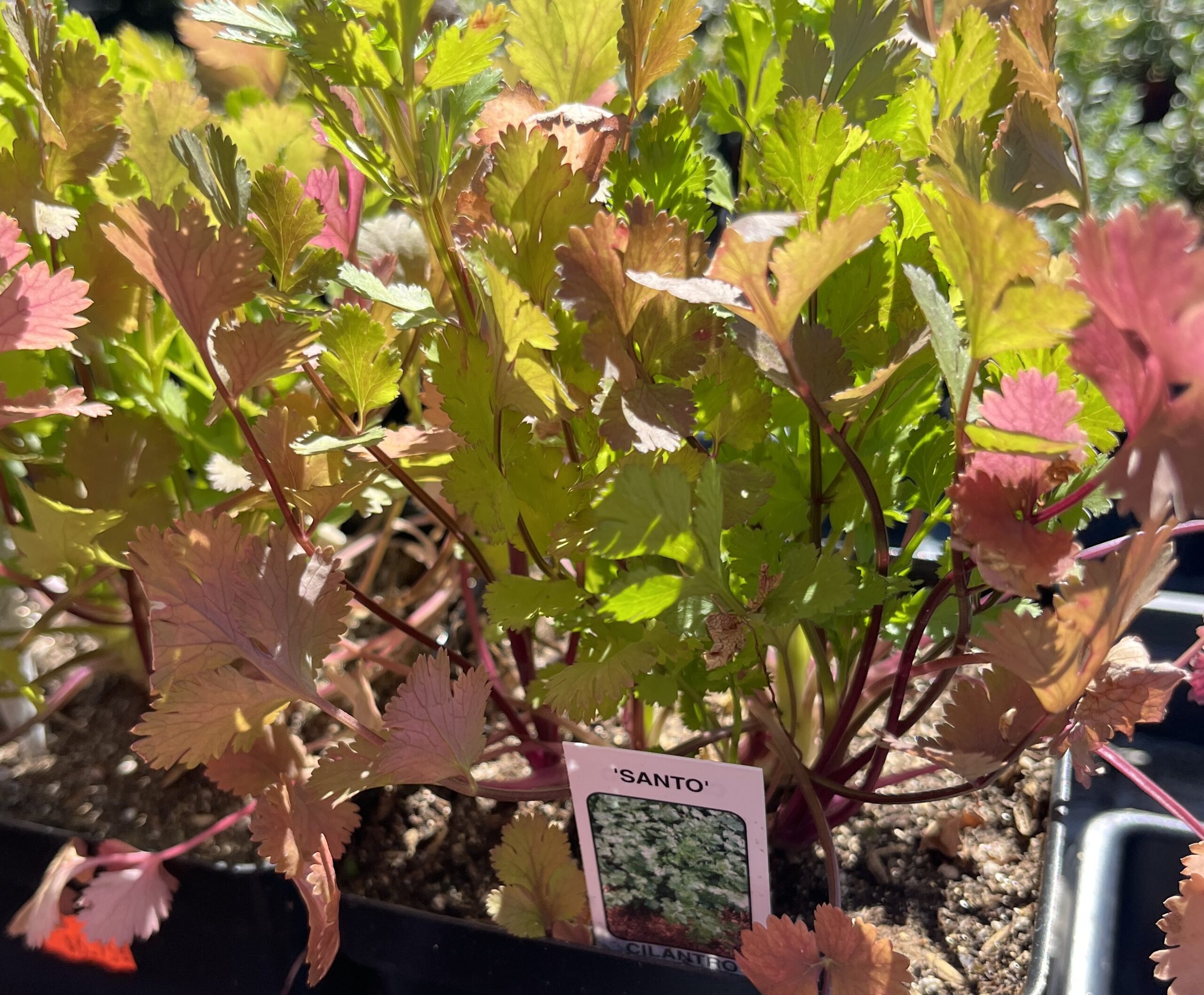 Cilantro / Coriander Herb - Image 2