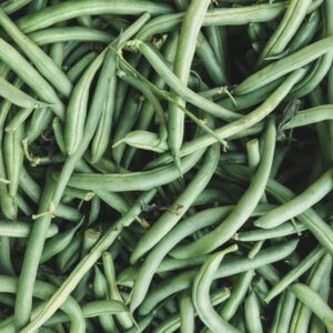 Tendergreen Bush Green Beans