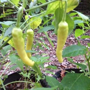 Cayenne Charleston Hot Pepper