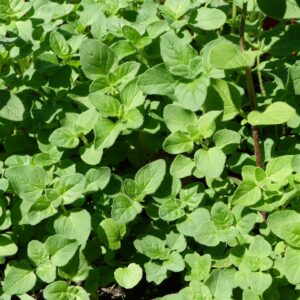 Oregano Herb