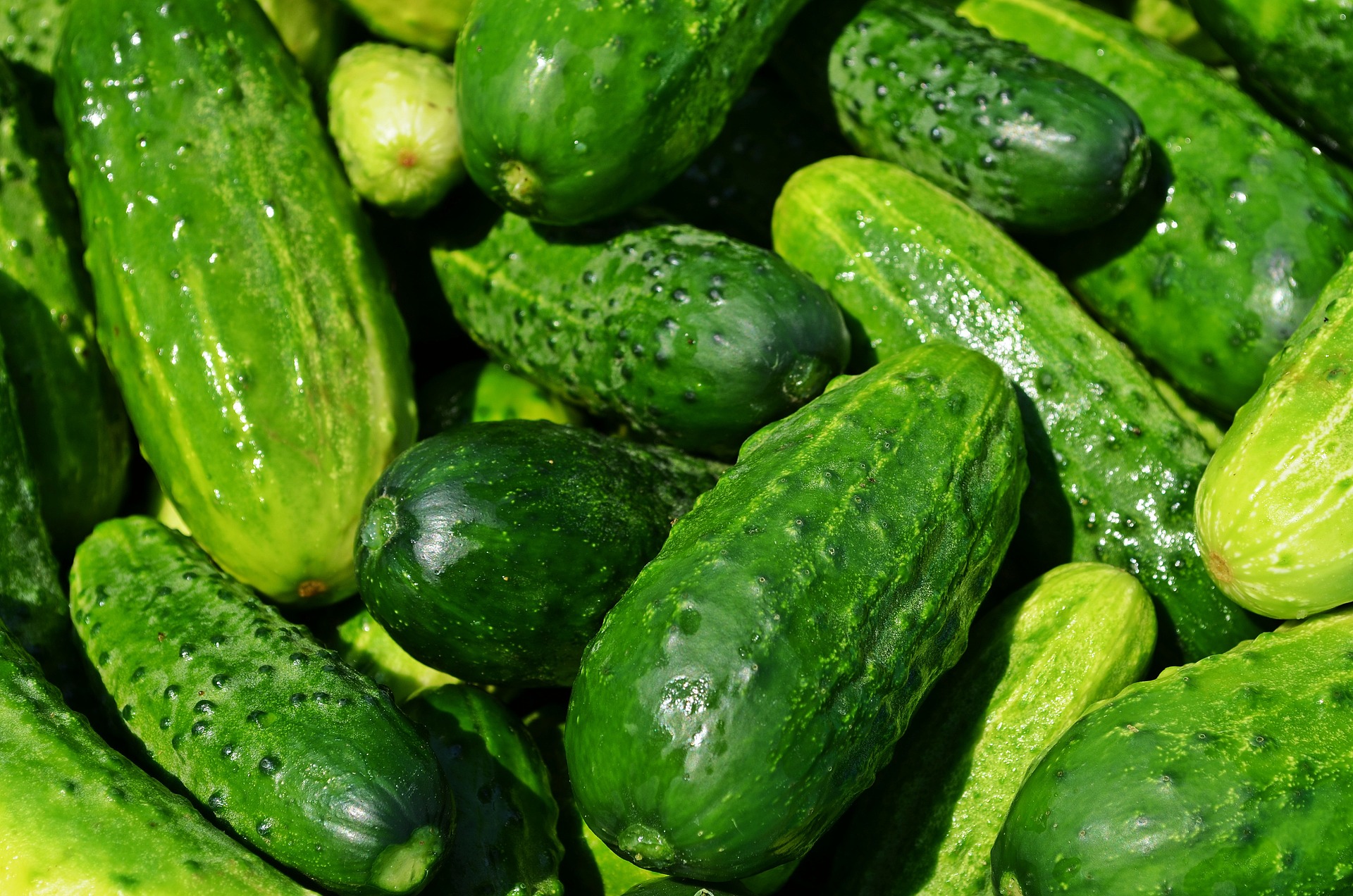 Sumter Cucumber