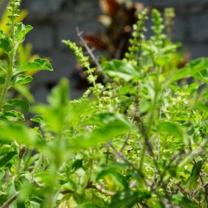 Basil - Holy Basil aka Tulsi Herb