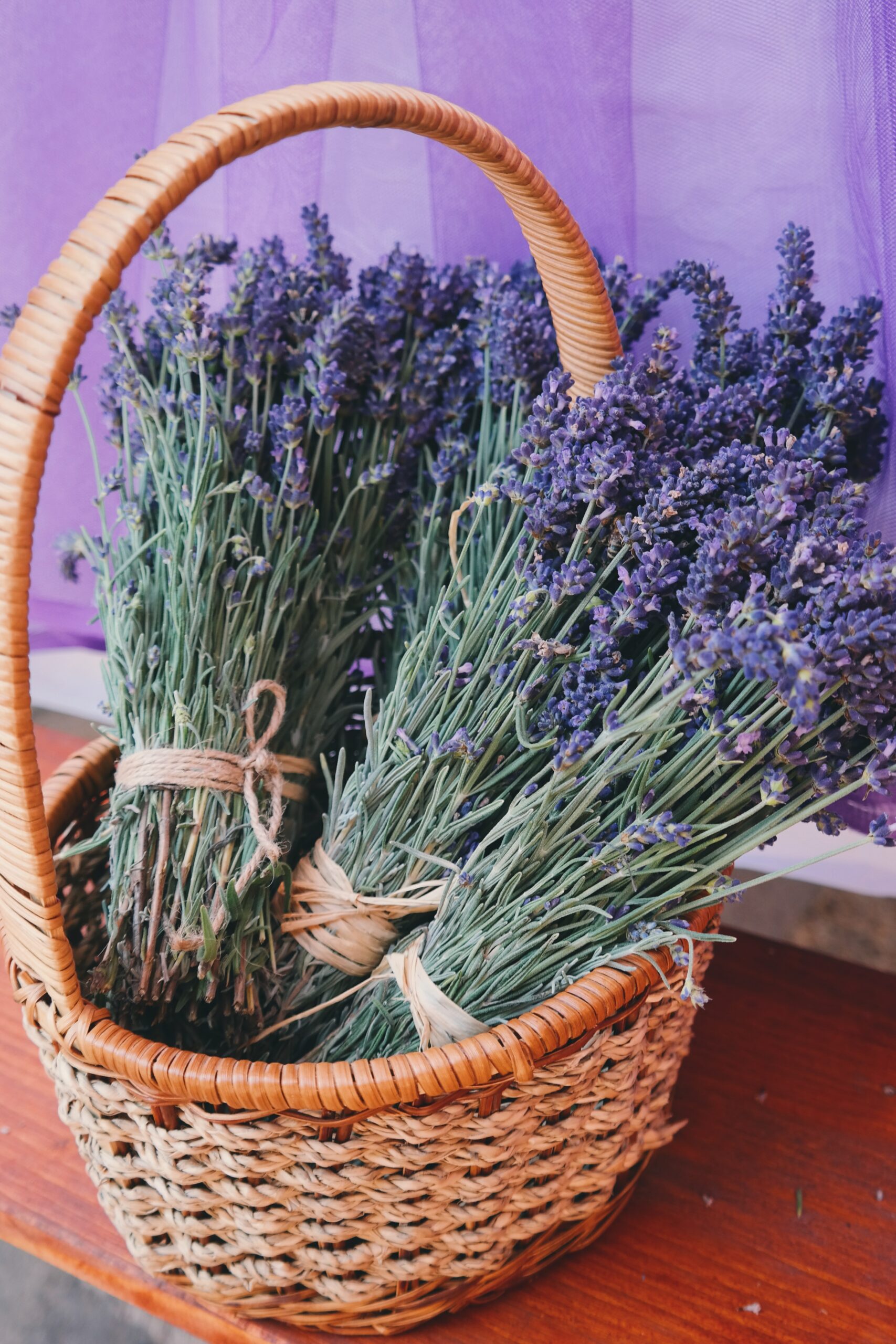 Lavender Herb