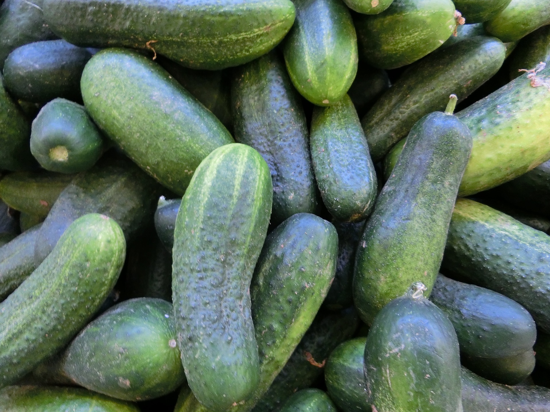 Carolina Hybrid Cucumber