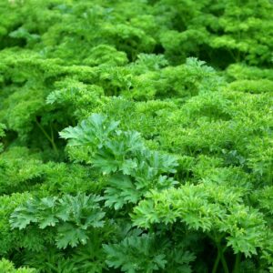 Parsley - Moss Curled Herb