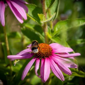 Echinacea Purpurea (Common Purple Coneflower) Herb
