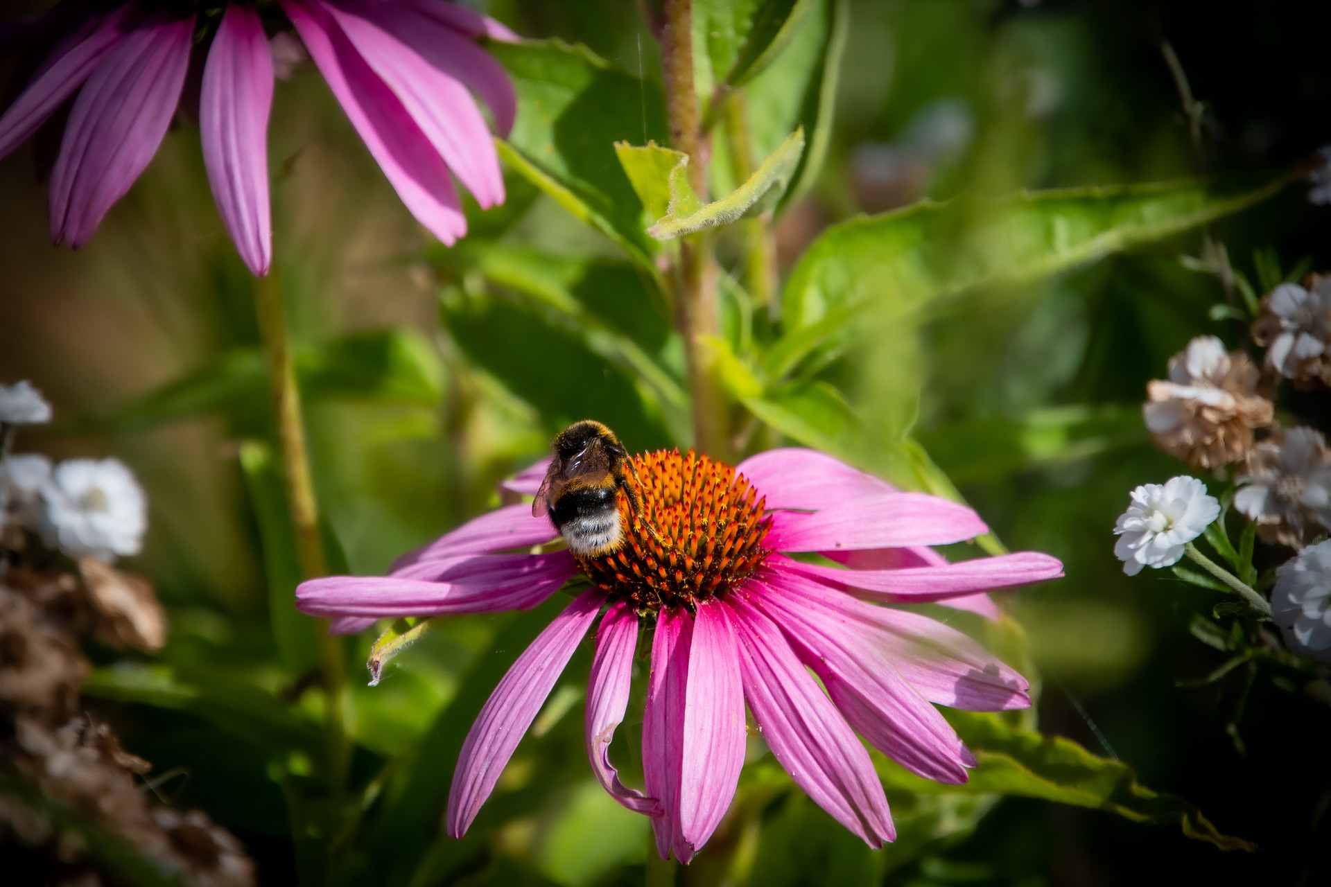Echinacea Purpurea (Common Purple Coneflower) Herb
