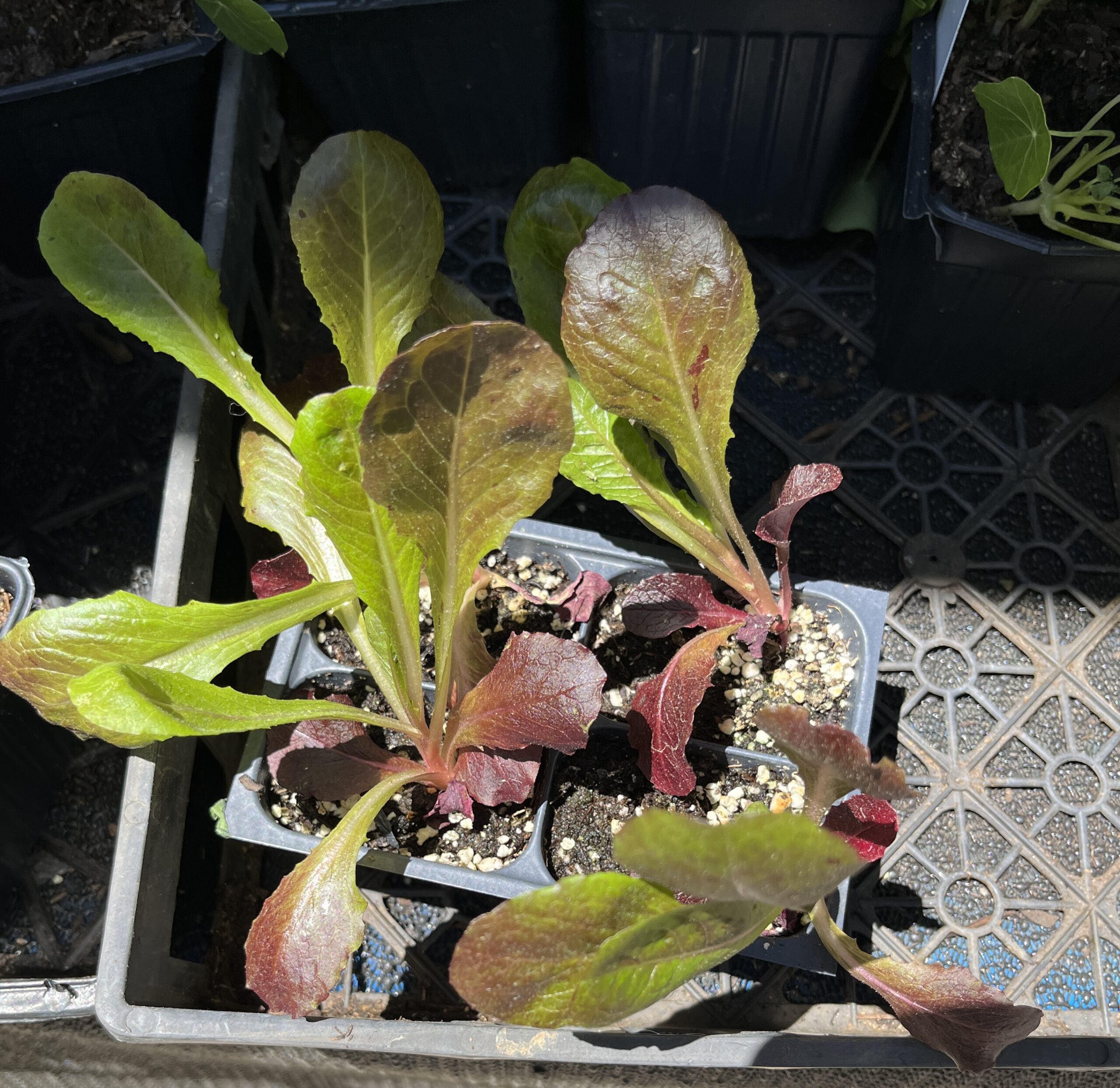 Leaf Rouge de Hiver Lettuce - Image 2