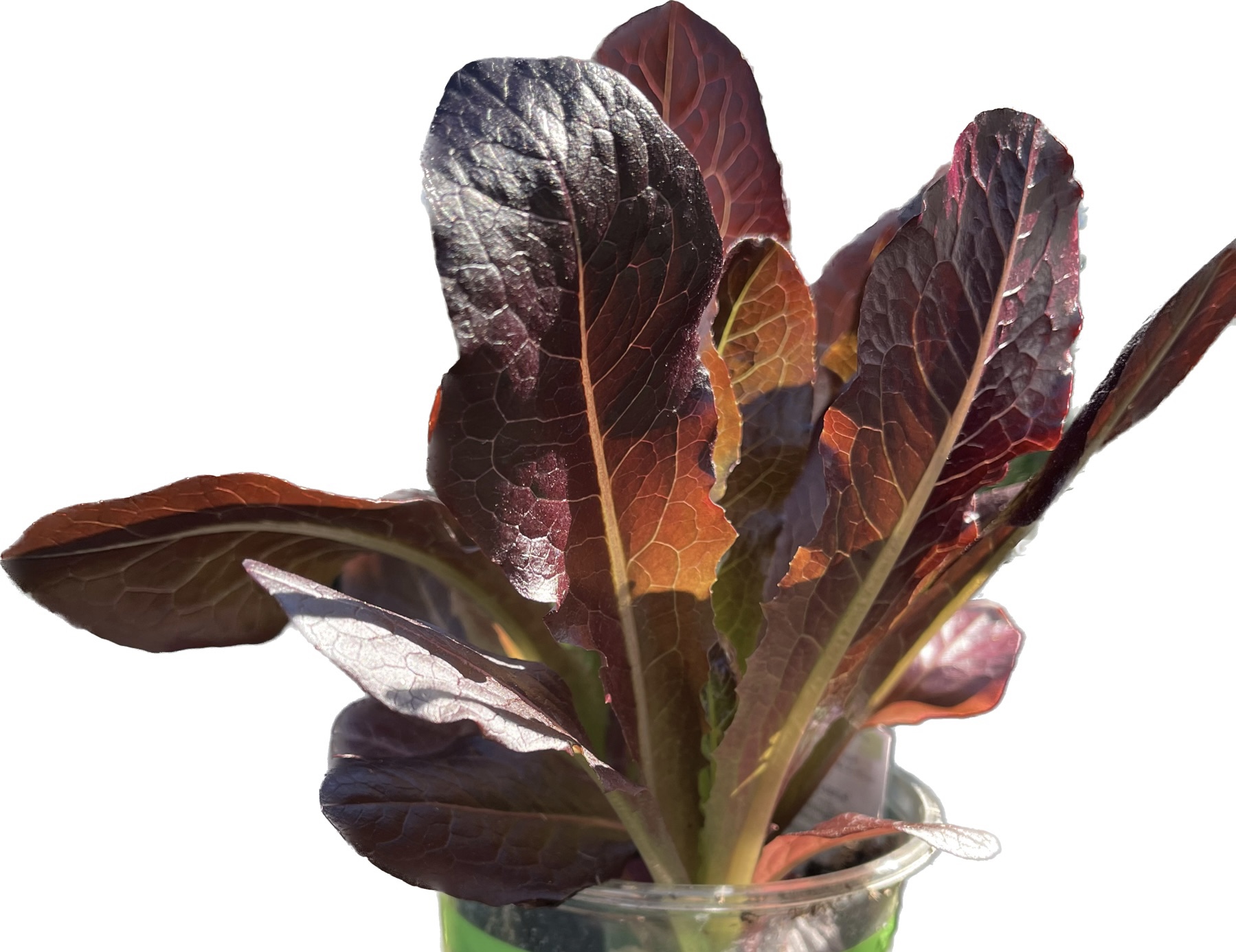 Leaf Red Salad Bowl Lettuce