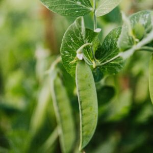 Mammoth Melting Sugar Peas