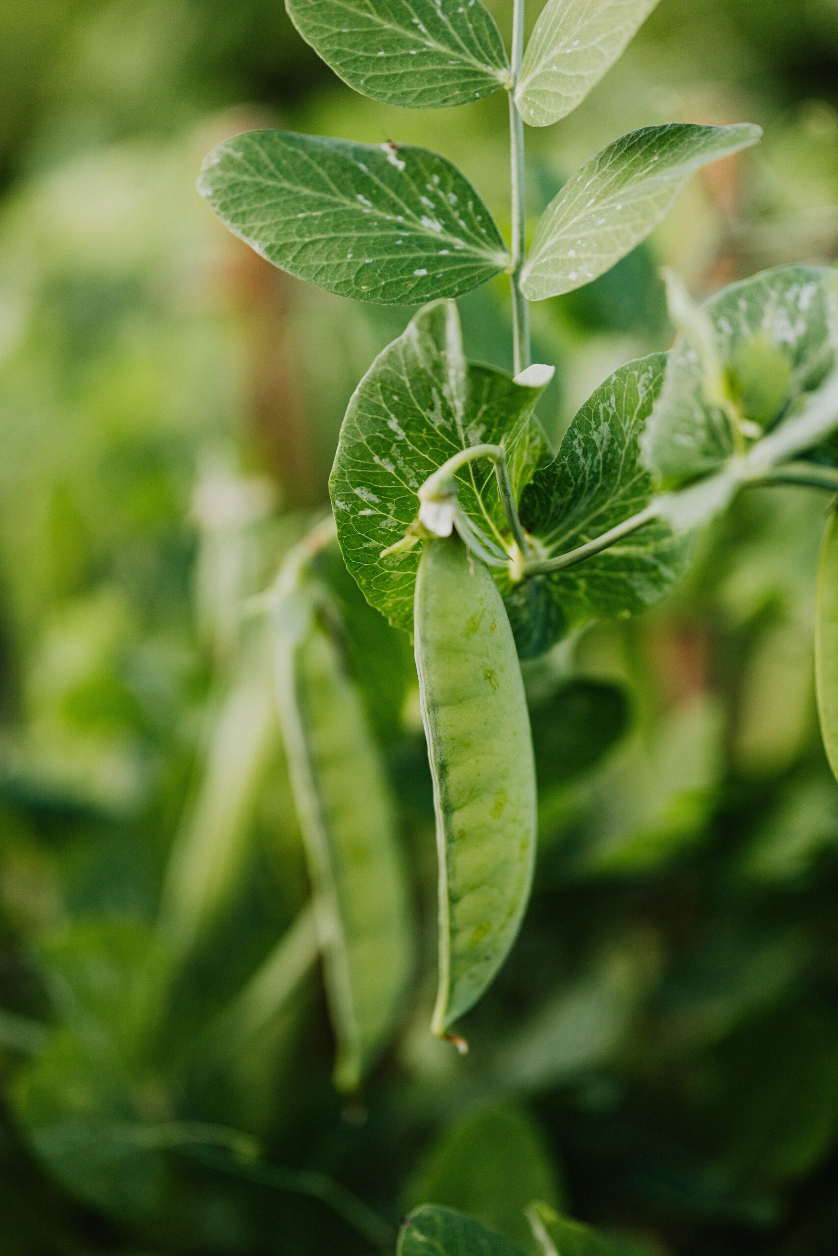 Mammoth Melting Sugar Peas