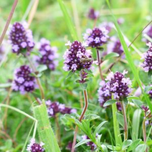 Thyme - Creeping Herb