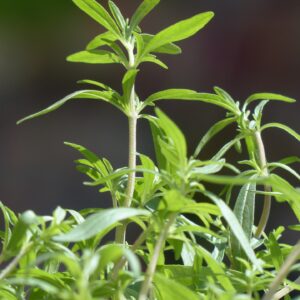 Summer Savory Herb