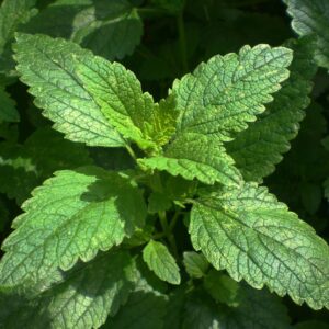 Lemon Balm Herb
