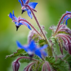 Borage