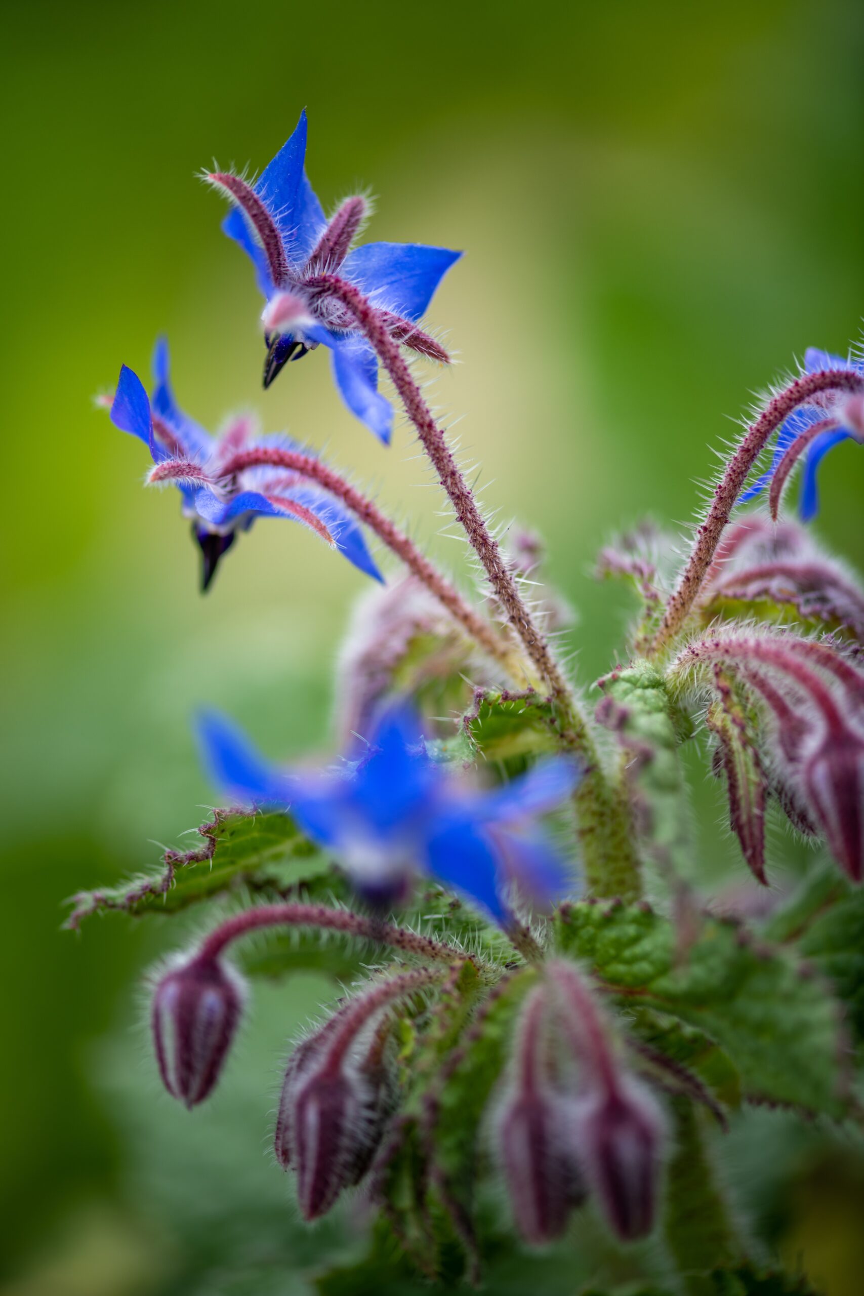 Borage