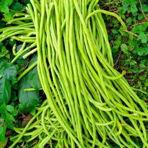 Yardlong or Noodle Asparagus Pole Bean