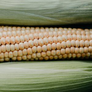 Stowell's Evergreen Open Pollinated Sweet Corn