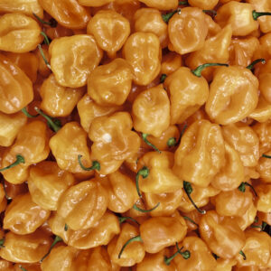 Scotch Bonnet Jamaican Yellow Pepper