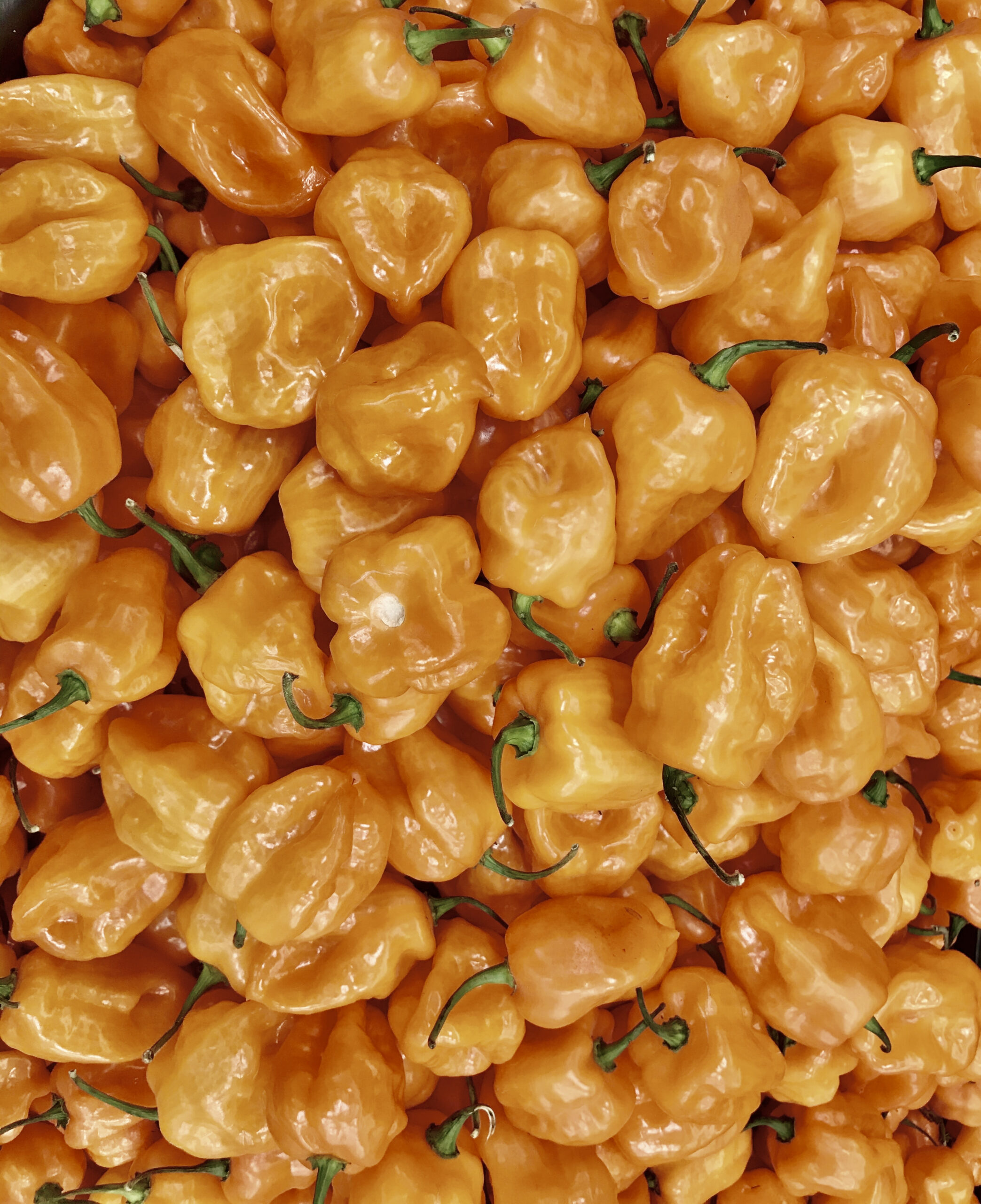 Scotch Bonnet Jamaican Yellow Pepper