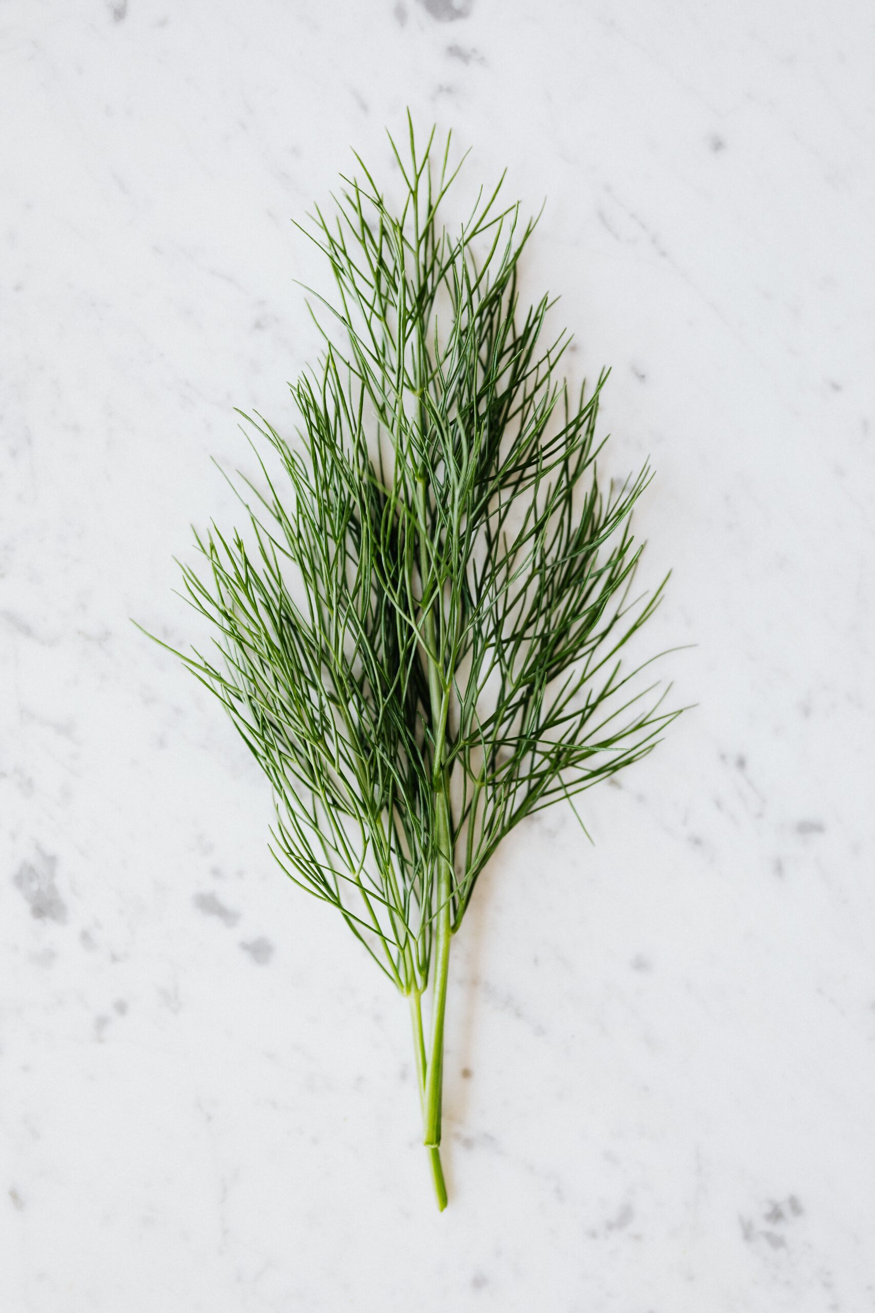 Dill Bouquet Herb