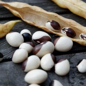 Calypso Bush Dry Bean