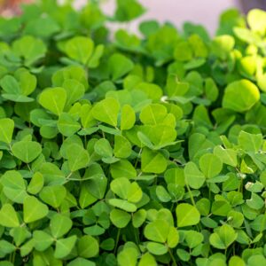 Fenugreek Herb