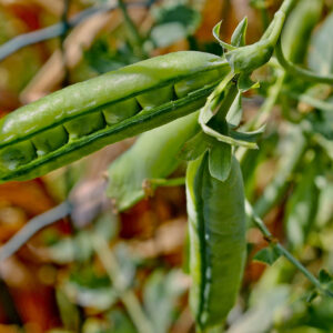 Laxton's Progress #9 Garden/English Peas