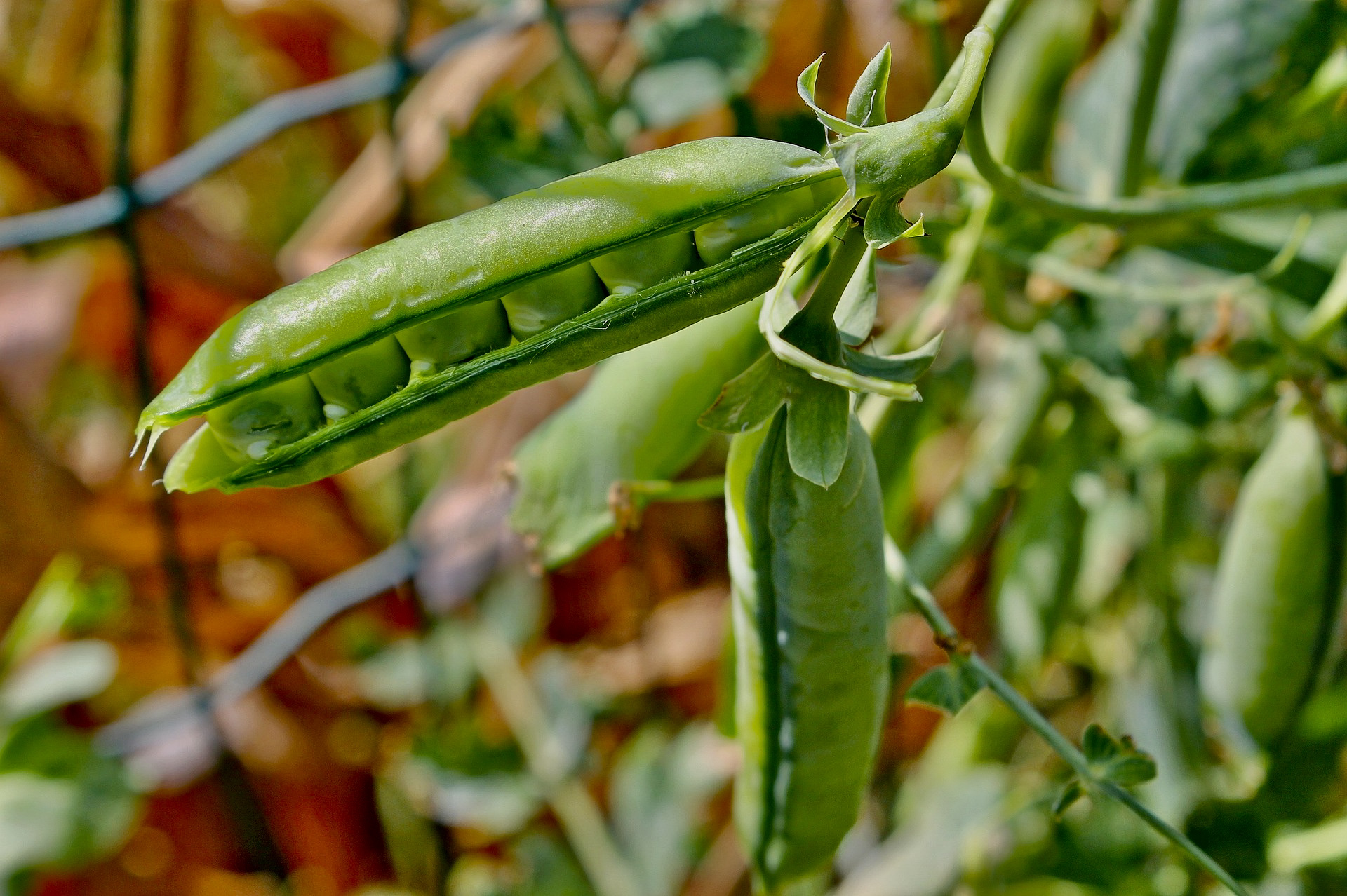 Laxton's Progress #9 Garden/English Peas