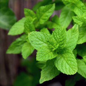 Peppermint Herb