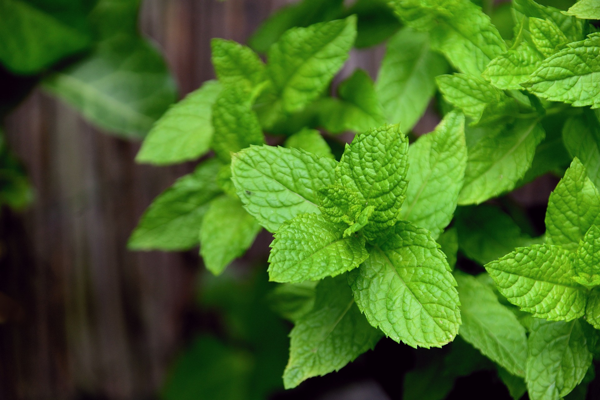 Peppermint Herb