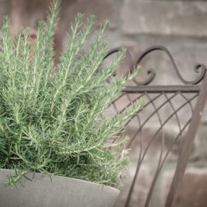 Rosemary Herb