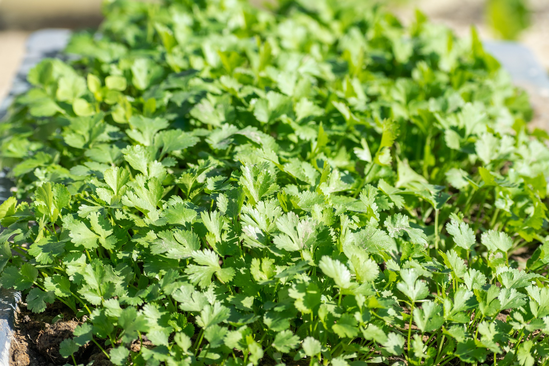 Cilantro / Coriander Herb