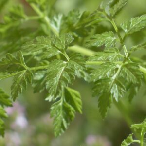 Chervil Herb