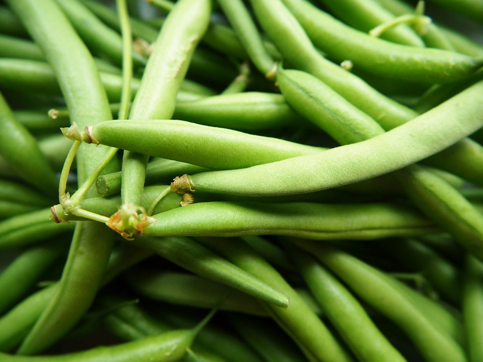 State Half Runner Green Bean