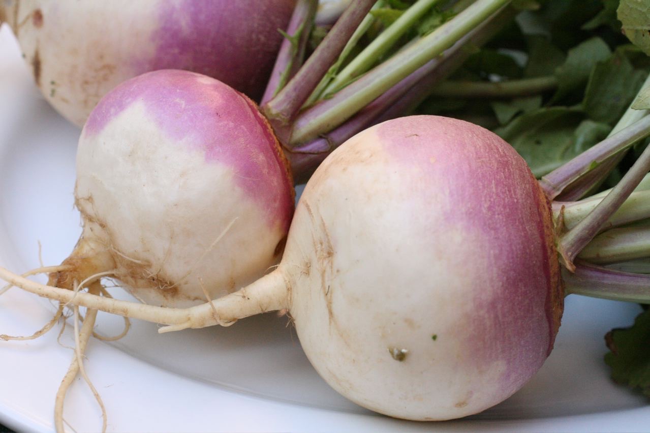 Purple Top White Globe Turnip