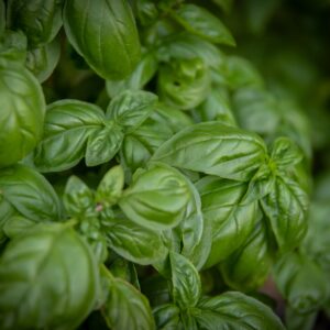 Basil - Italian Large Leaf Herb