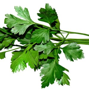 Parsley - Italian Giant Herb