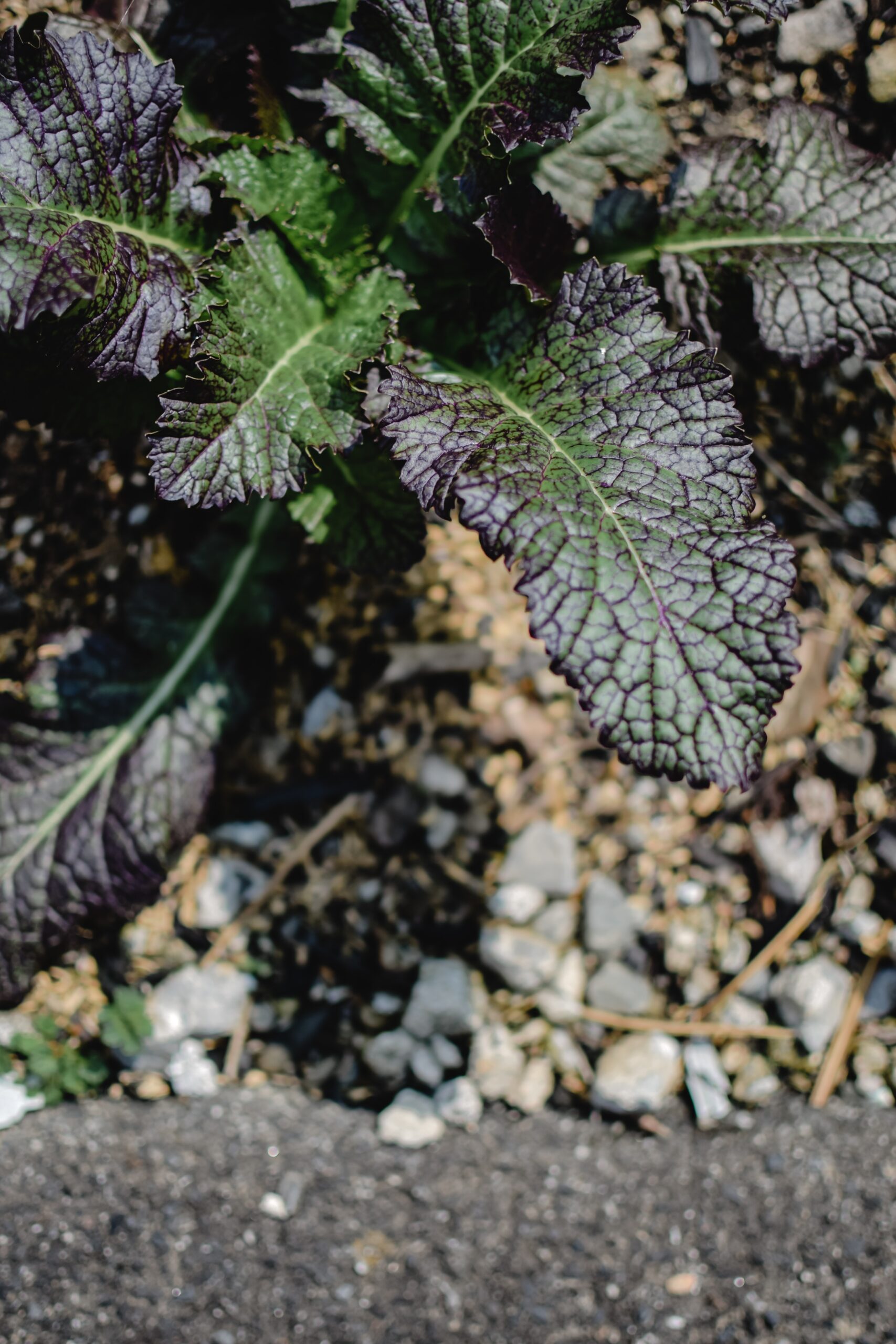 Red Giant Mustard