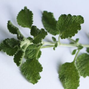 Horehound Herb