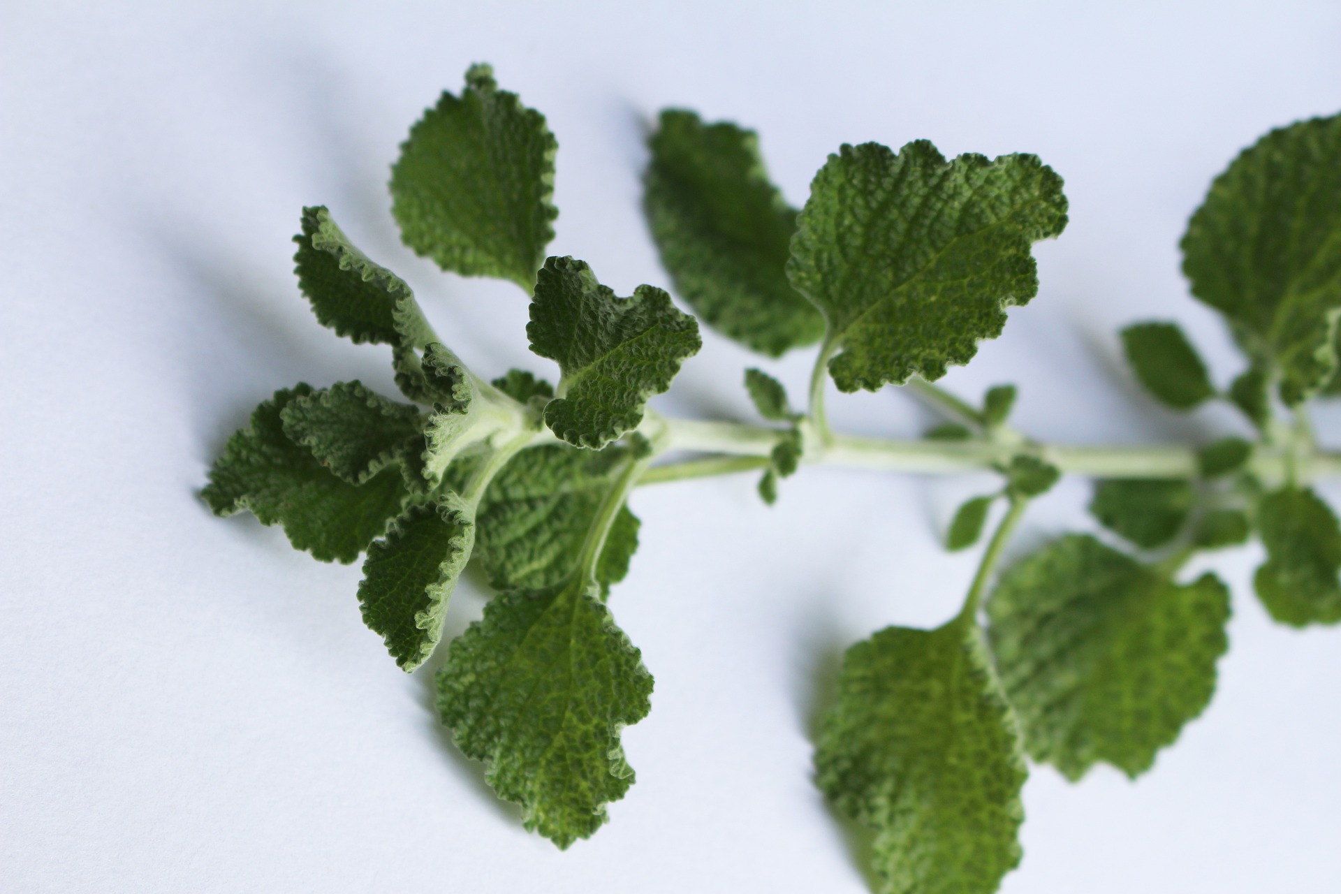 Horehound Herb