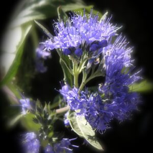Hyssop Herb